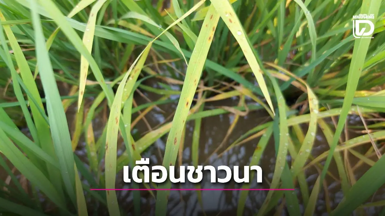 อากาศเย็นระลอกใหม่ เตือนชาวนา ระวัง 'โรคใบจุดสีน้ำตาล'