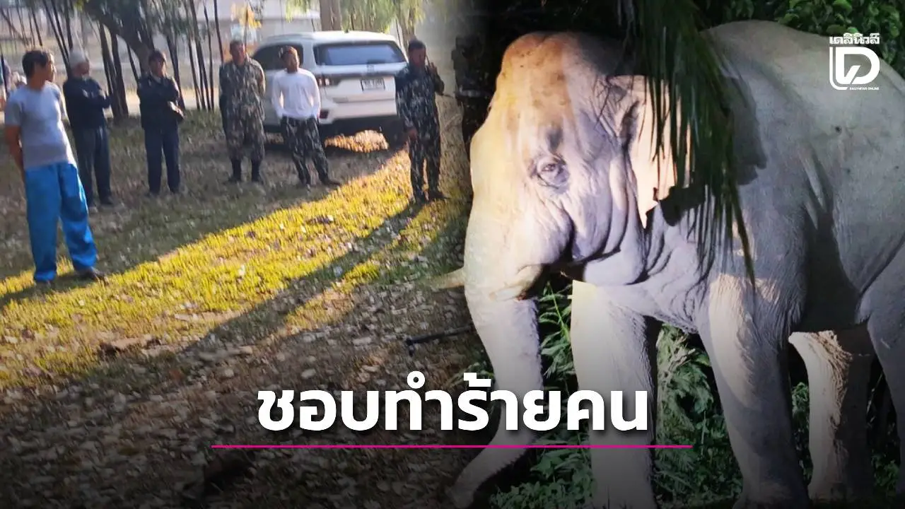 ช้างป่าเขาใหญ่ 'พลายอ้อยหวาน' ทำร้ายนักท่องเที่ยวดับสลดเป็นศพที่ 3
