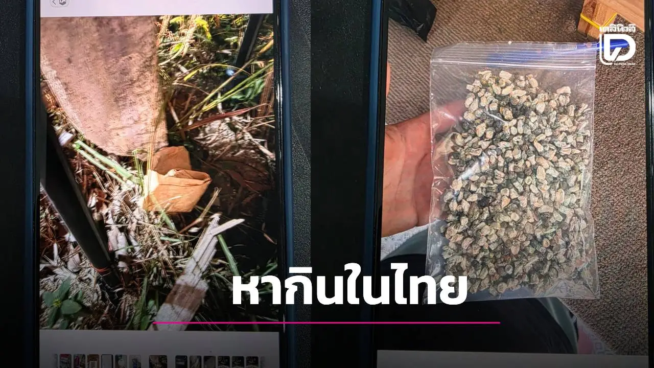 ทลายเครือข่ายข้ามชาติ! รวบมาเฟียอิสราเอลเจ้าของร้านดังเกาะพะงัน ยึดยาล็อตมหึมา 50 ล้าน